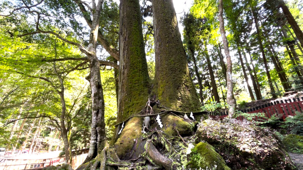 貴船神社、奥宮、相生の杉