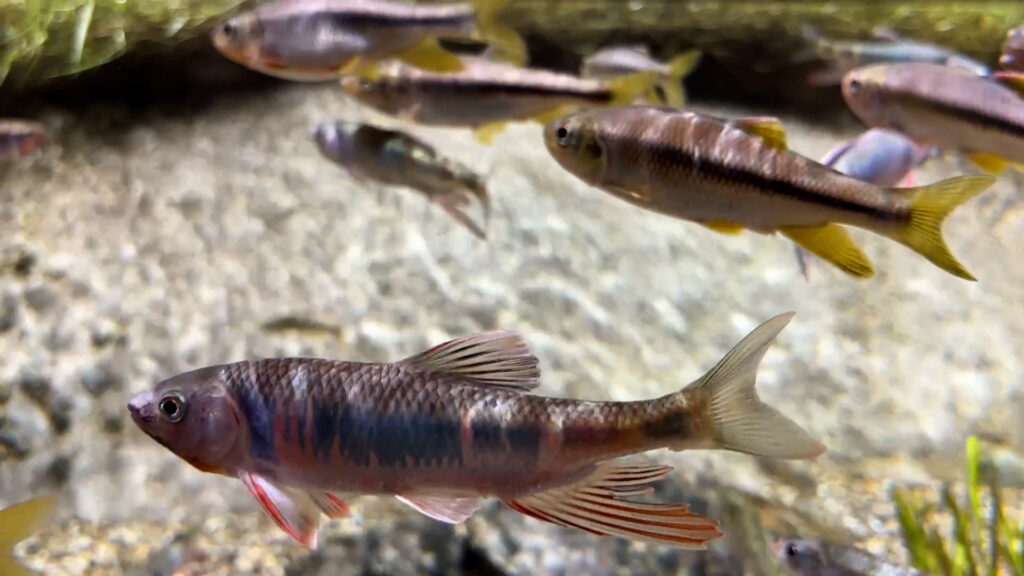 神戸須磨シーワールド,川魚