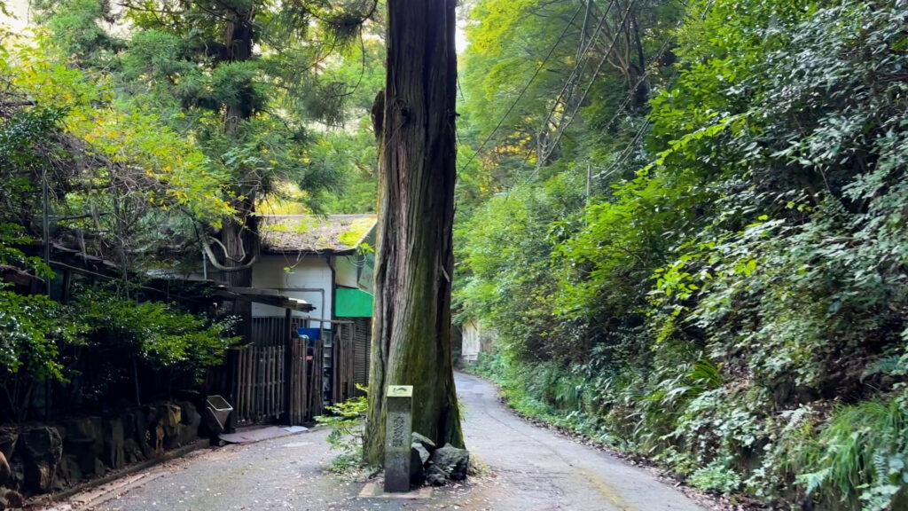 犬鳴山・のっぽ杉