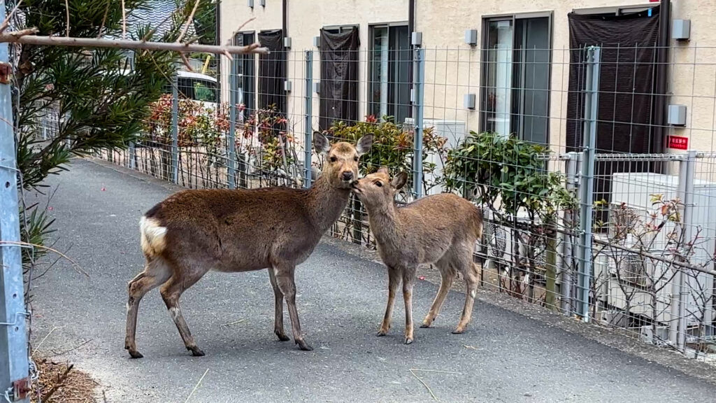 奈良・鹿